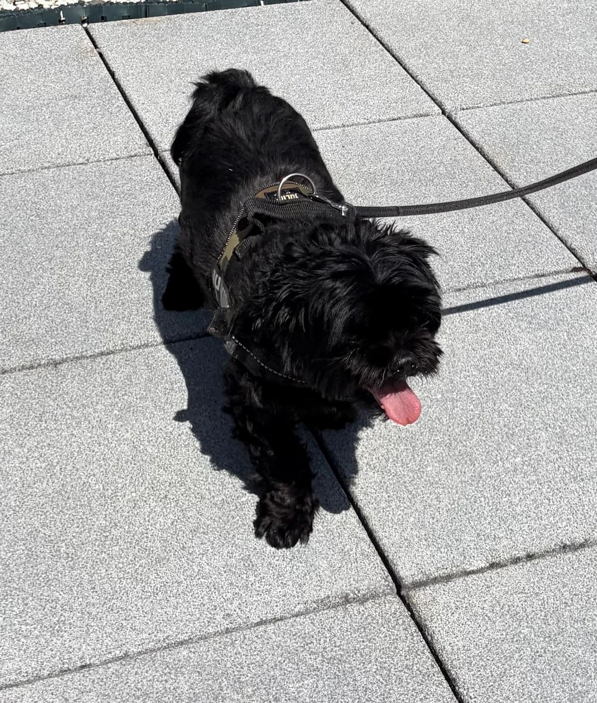 Marley (réservé 01/07), Noir male senior Mixed Breed for adoption at Animal Sans Logis, Neupré