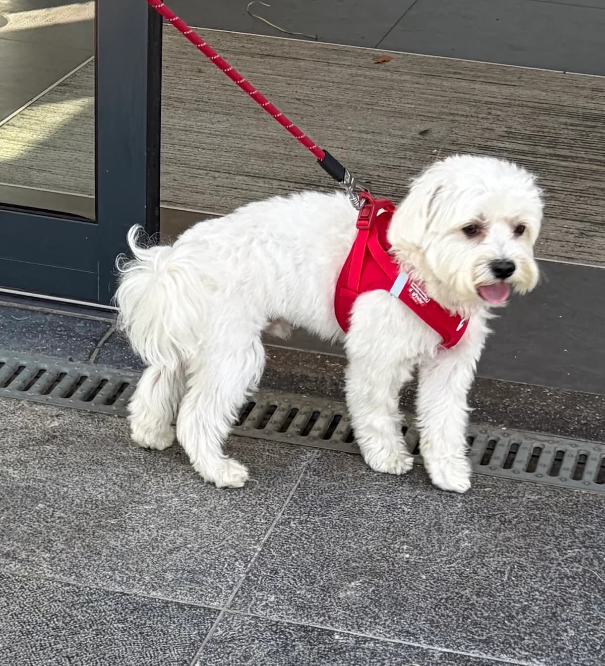 Souky, Blanc male 4yo Maltese for adoption at Animal Sans Logis, Neupré