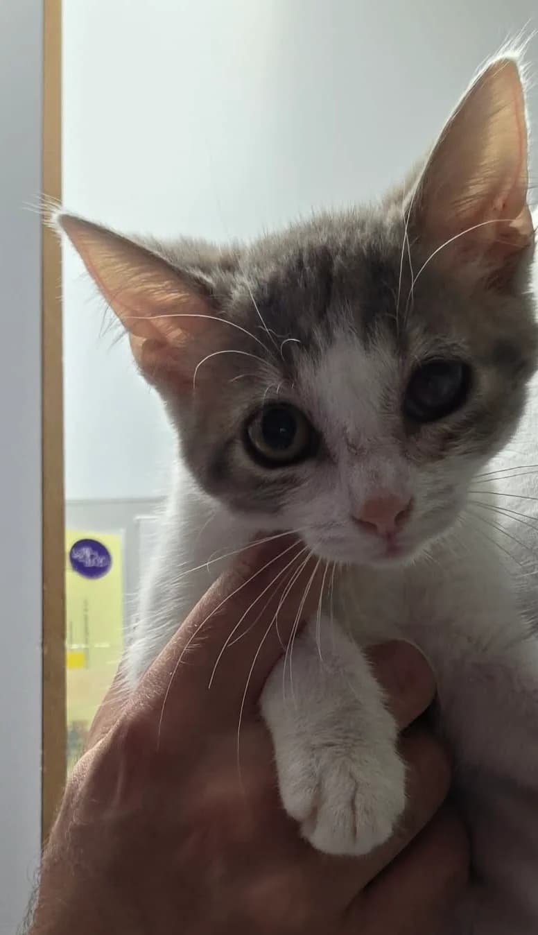 Lyra, Tigre-blanc female puppy Mixed Breed for adoption at Animal Sans Logis, Neupré