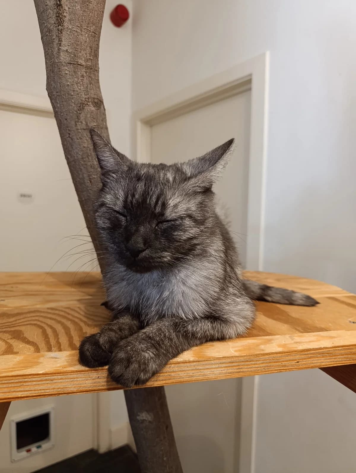 Choupette ( Merlix), Gris-tigre female 4yo Mixed Breed for adoption at Animal Sans Logis, Neupré