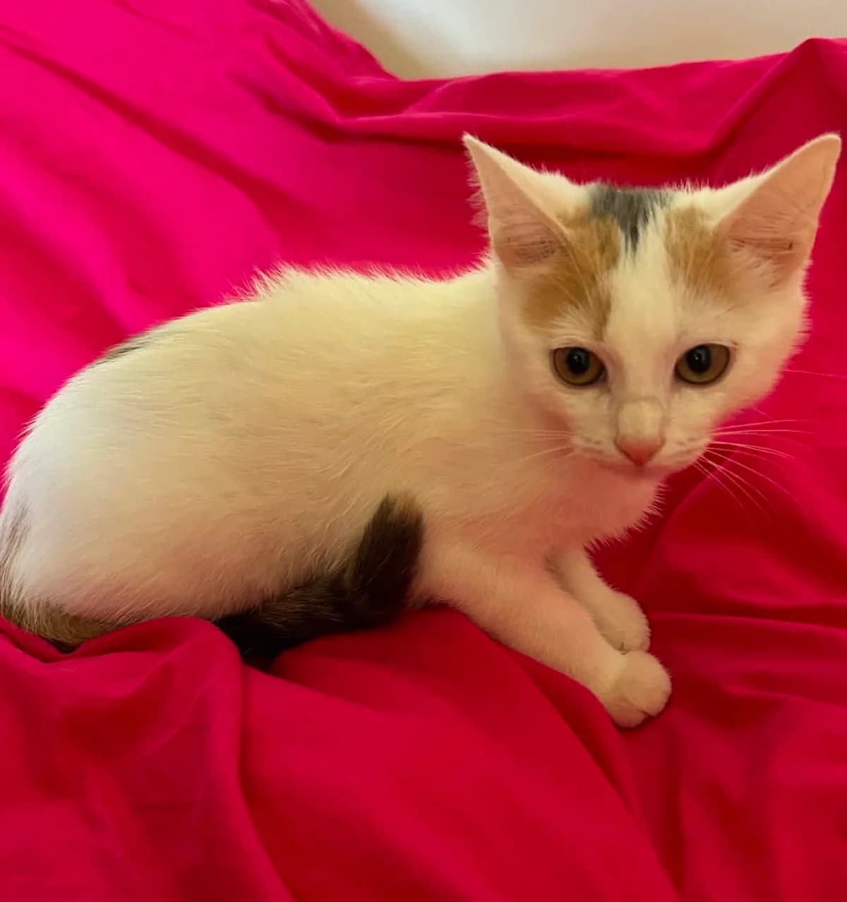 Triana, Tricolore female puppy Mixed Breed for adoption at Animal Sans Logis, Neupré