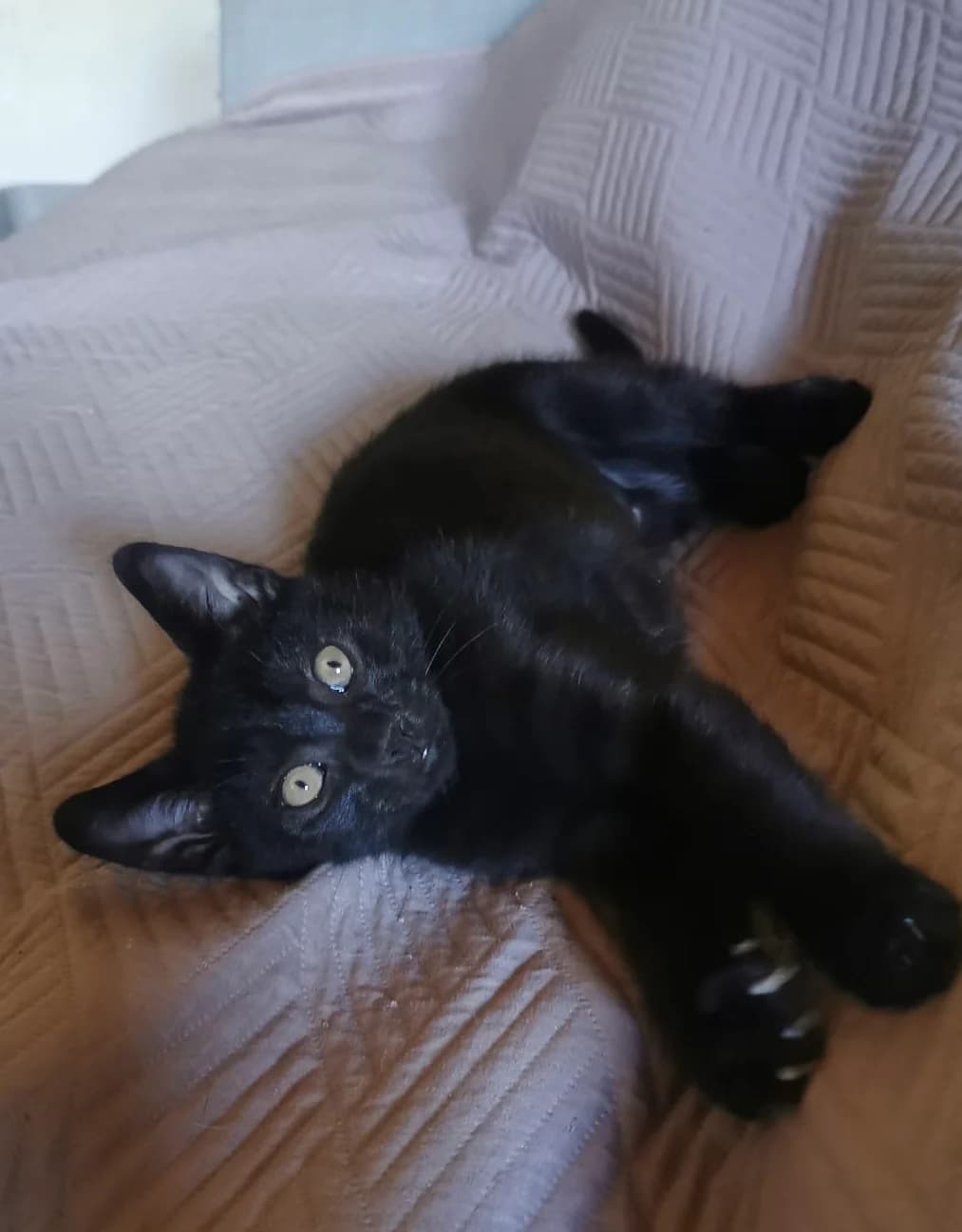 Batman en famille d’accueil, Noir male puppy Mixed Breed for adoption at Animal Sans Logis, Neupré
