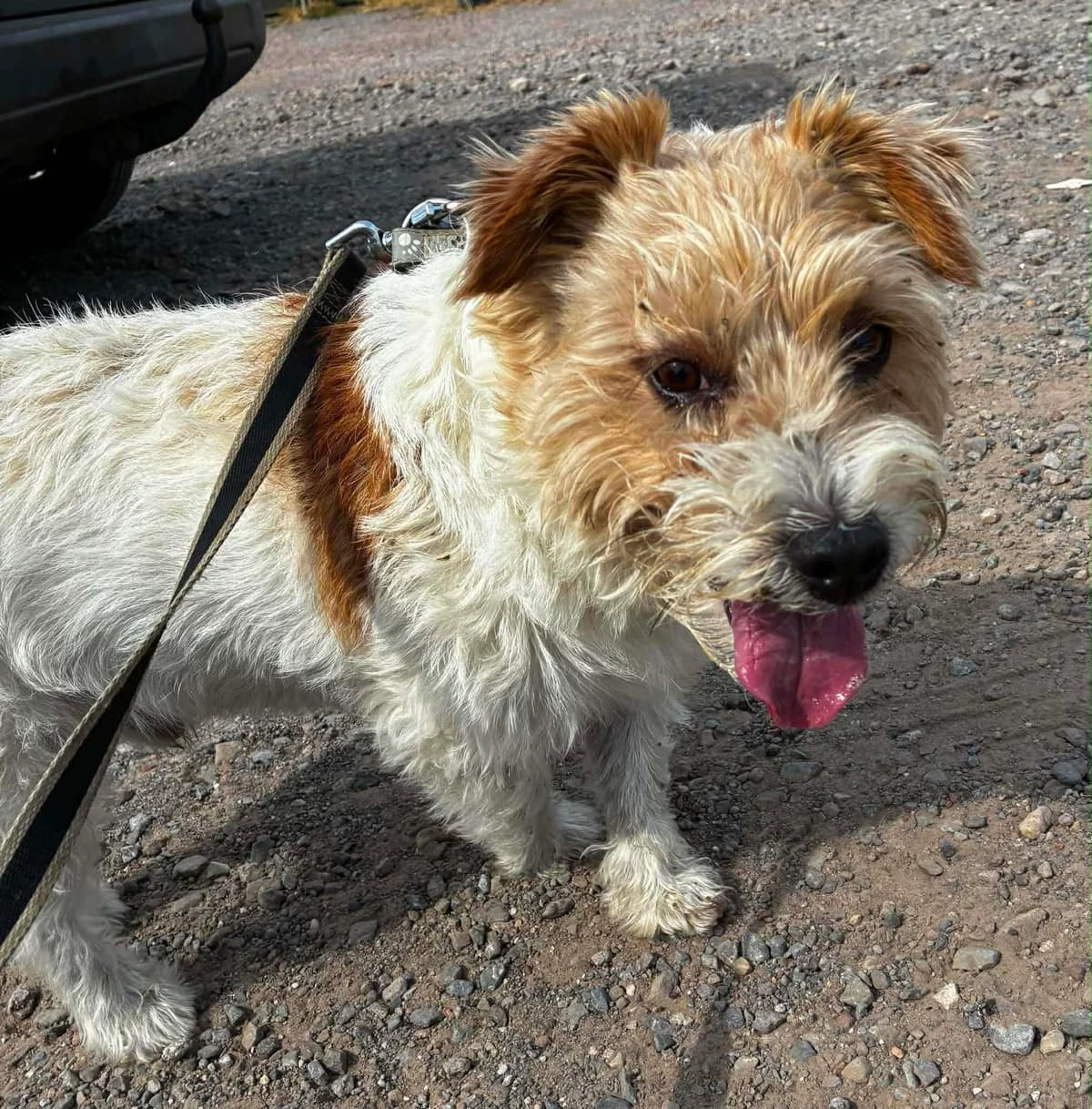 Olaf, Beige et blanc male senior Jack Russell Terrier for adoption at Animal Sans Logis, Neupré