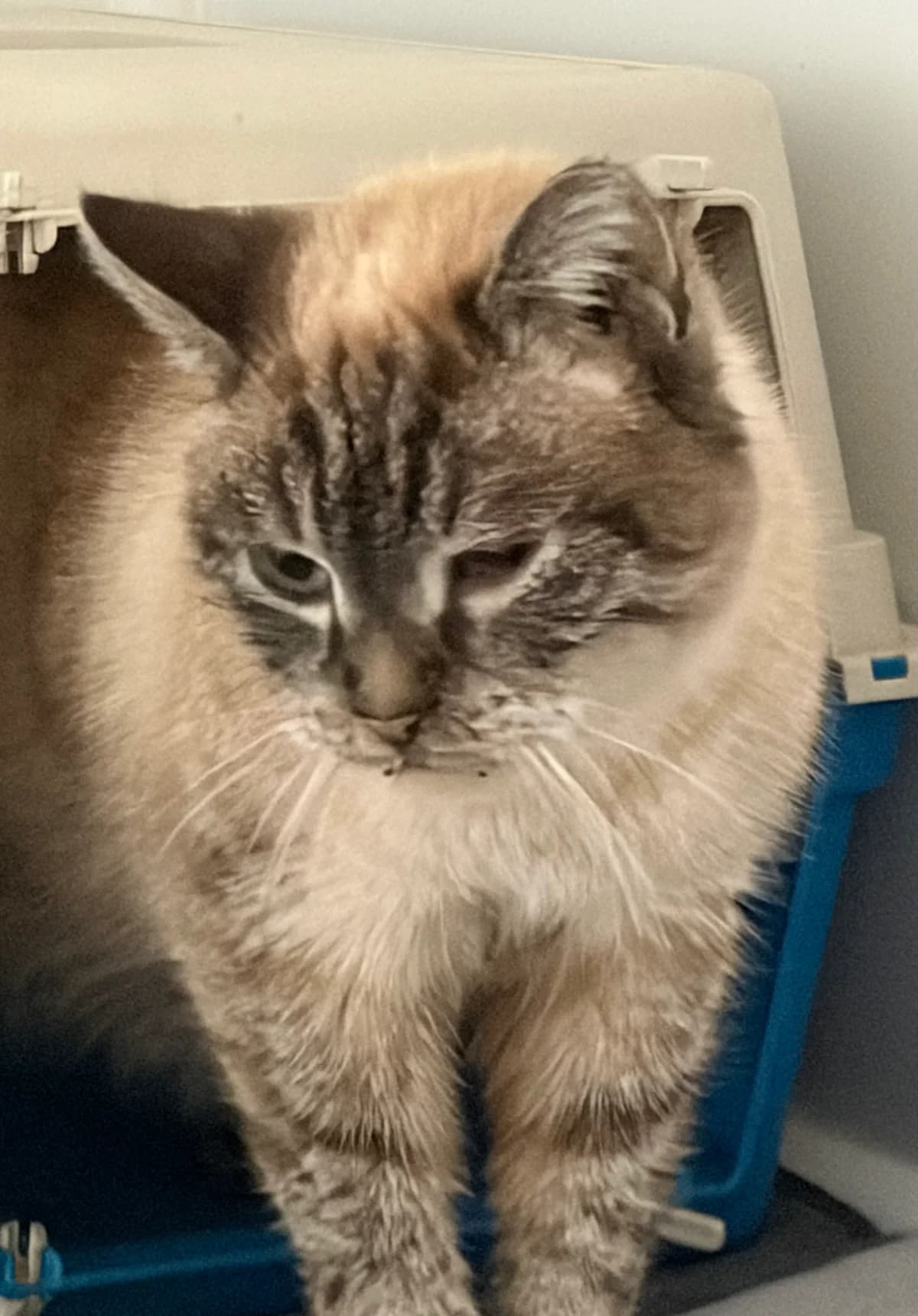 Gommette, Seal point male 5yo Mixed Breed for adoption at Animal Sans Logis, Neupré