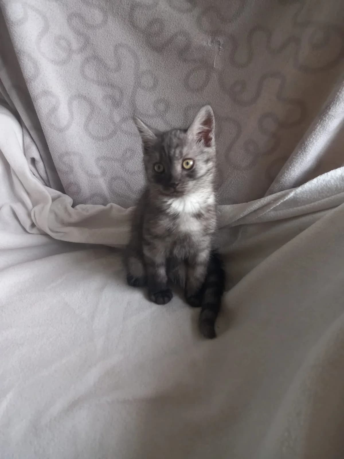 Burger (réservé ), Mixed Breed (Animal Sans Logis)