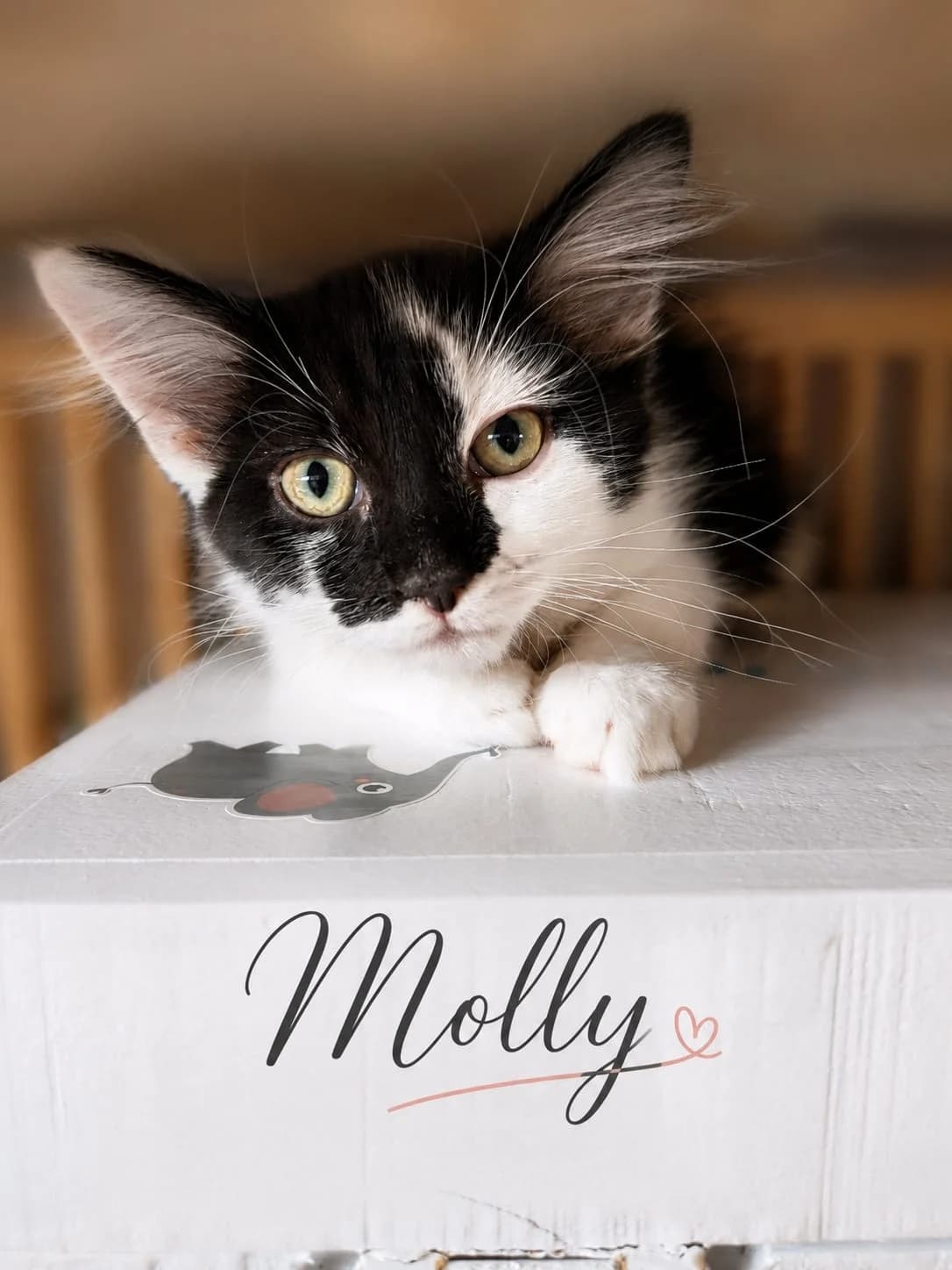 Molly (réservée ), Mixed Breed (Animal Sans Logis)