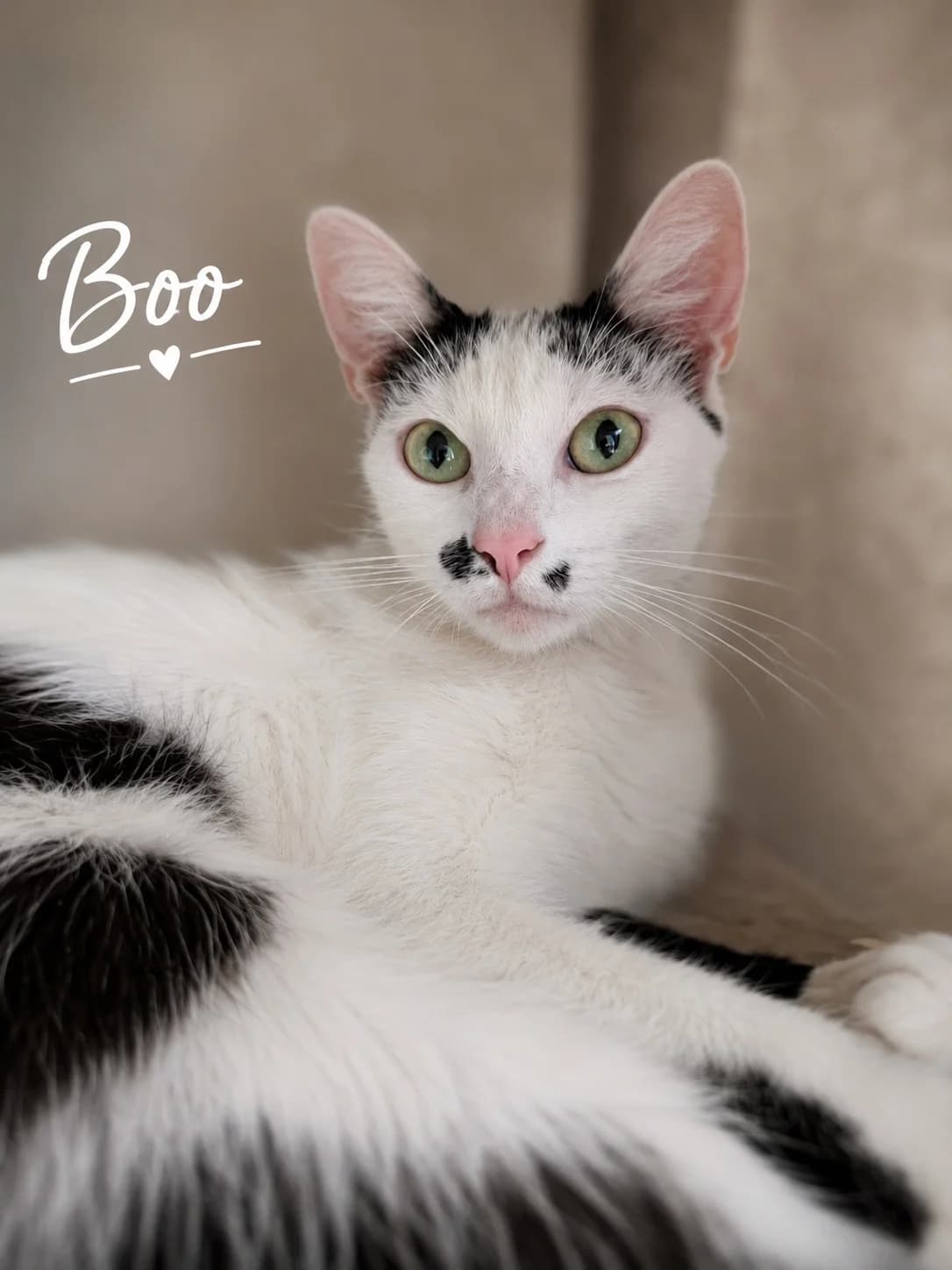 Boo, Blanc noir female 4yo Mixed Breed for adoption at Animal Sans Logis, Neupré