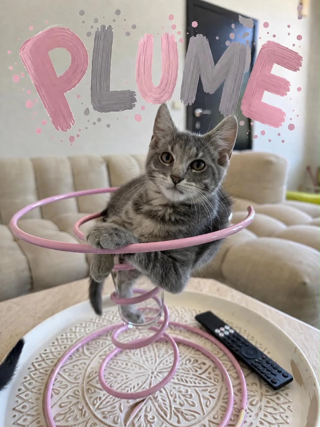 Plume (reservé), Mixed Breed (Animal Sans Logis)