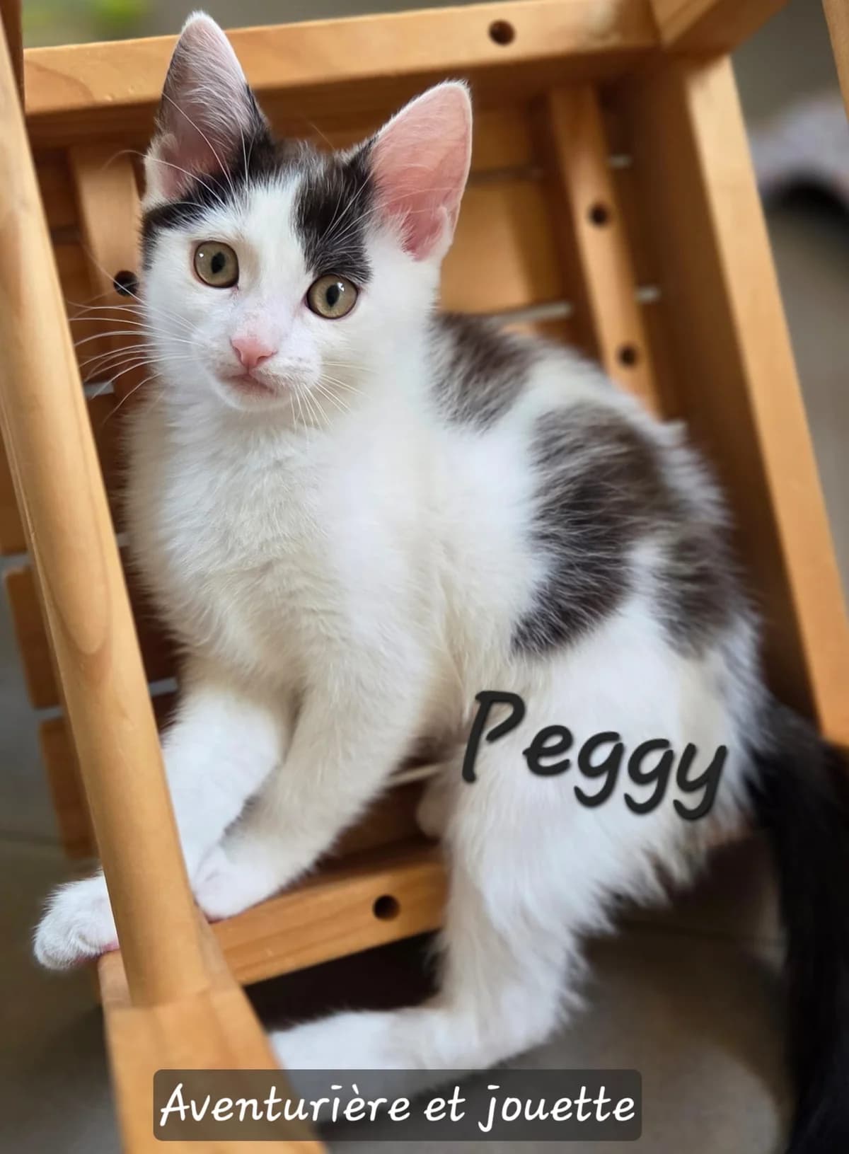 Peggy (réservée), blanc et noir female puppy Mixed Breed for adoption at Animal Sans Logis, Neupré