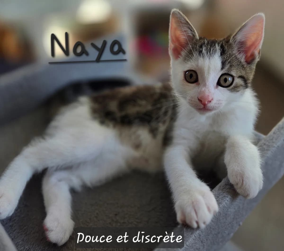 Naya (réservée ), Tigré et blanc female puppy Mixed Breed for adoption at Animal Sans Logis, Neupré