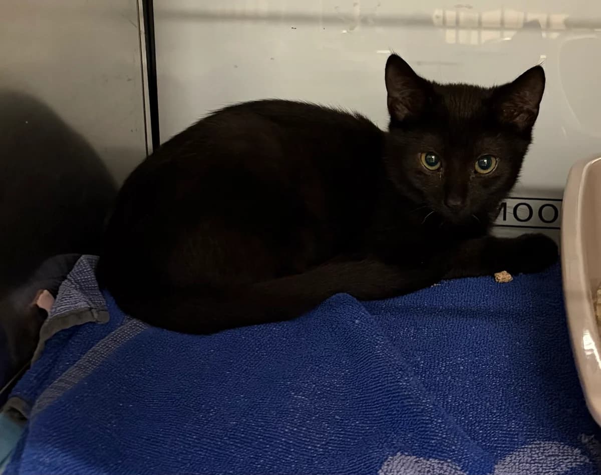 Onyx, Noir male puppy European Shorthair for adoption at Animal Sans Logis, Neupré