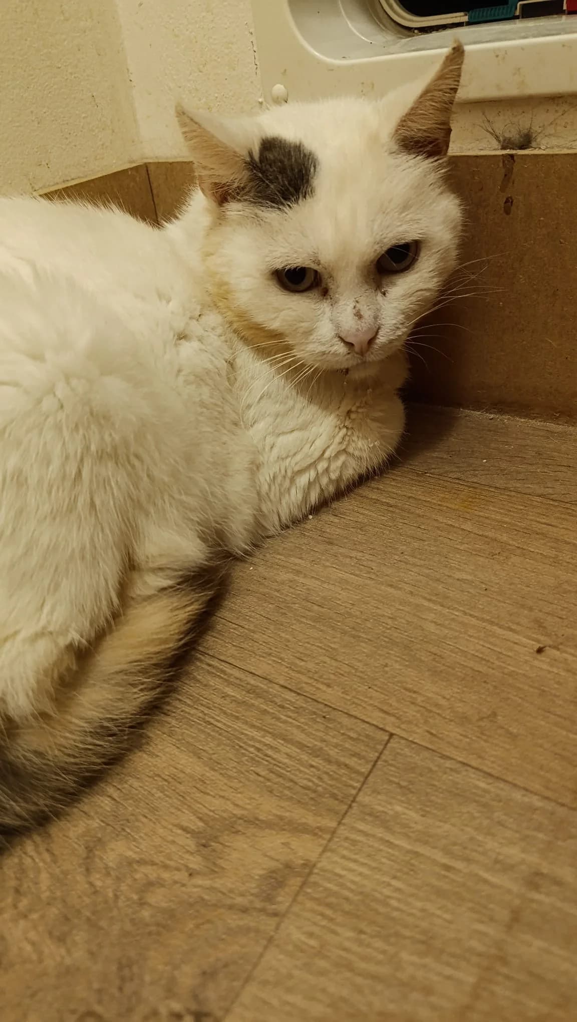 Opale ( Merlix cafe ), Blanc-gris female 3yo Mixed Breed for adoption at Animal Sans Logis, Neupré