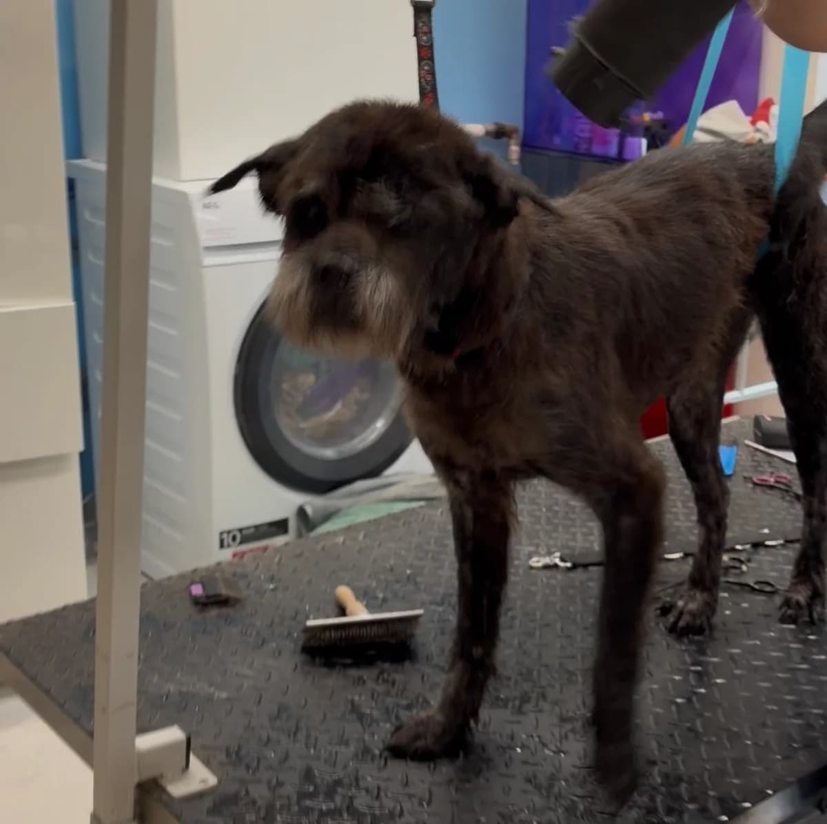 Poutchy (réservé 19/09), Noir male 7yo Mixed Breed for adoption at Animal Sans Logis, Neupré