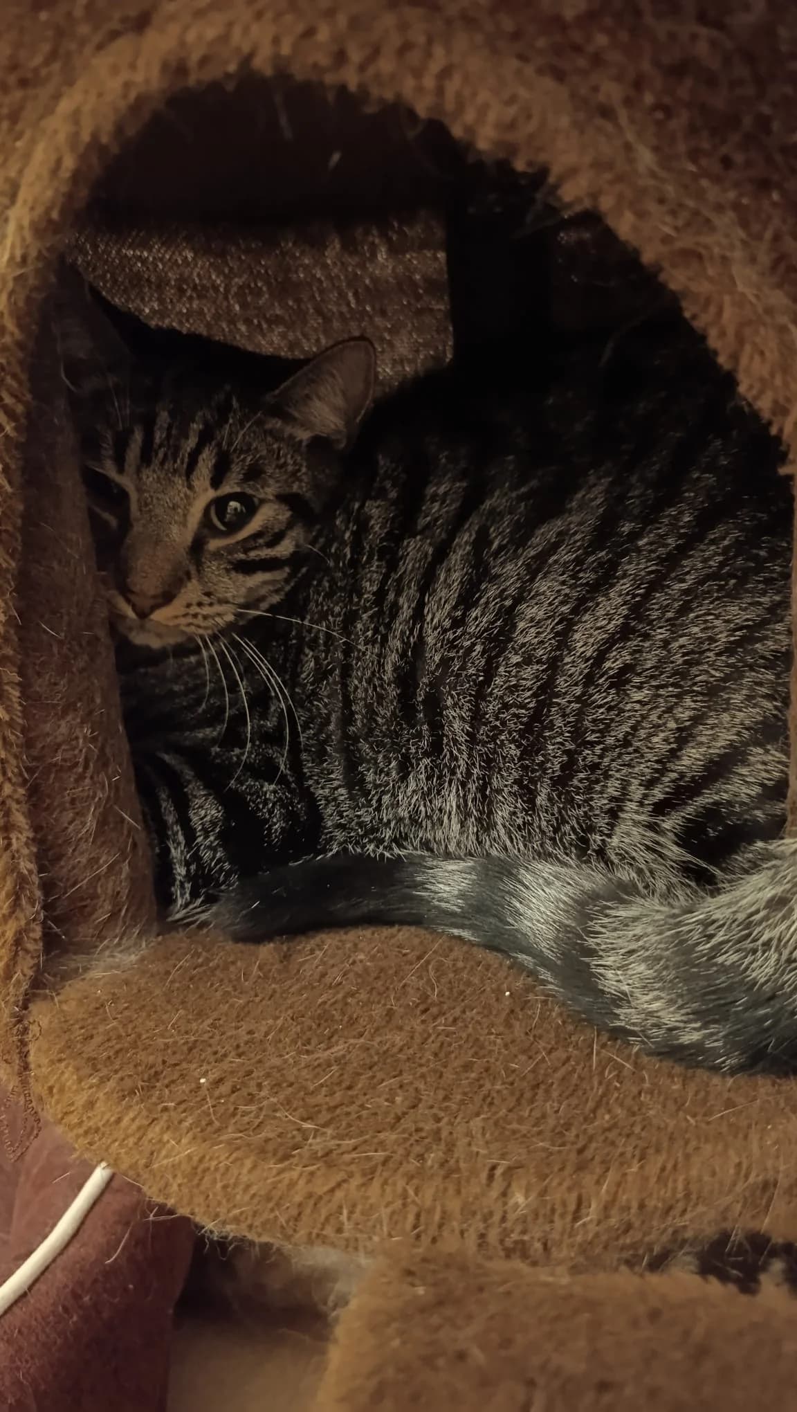 Prince ( Merlix cafe ), Tigre male 5yo Mixed Breed for adoption at Animal Sans Logis, Neupré