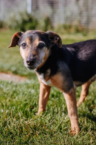 SB, male Mixed Breed for adoption at Animal Sans Toit, Faimes