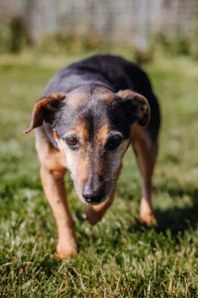 SB, male Mixed Breed for adoption at Animal Sans Toit, Faimes — photo 2 of 3