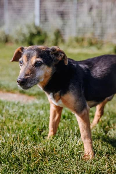 SB, male Mixed Breed for adoption at Animal Sans Toit, Faimes — photo 3 of 3
