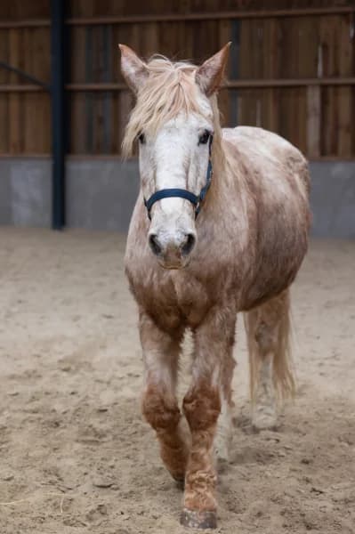 SB, female senior Mixed Breed for adoption at Animal Sans Toit, Faimes