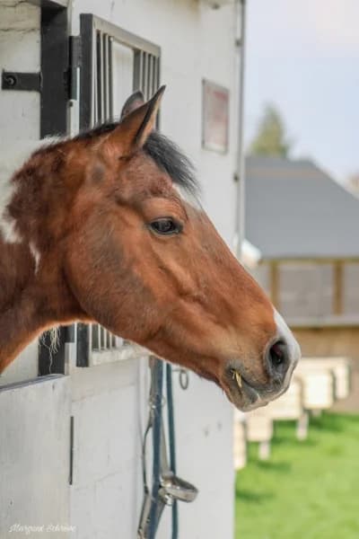 SB, male senior Mixed Breed for adoption at Animal Sans Toit, Faimes