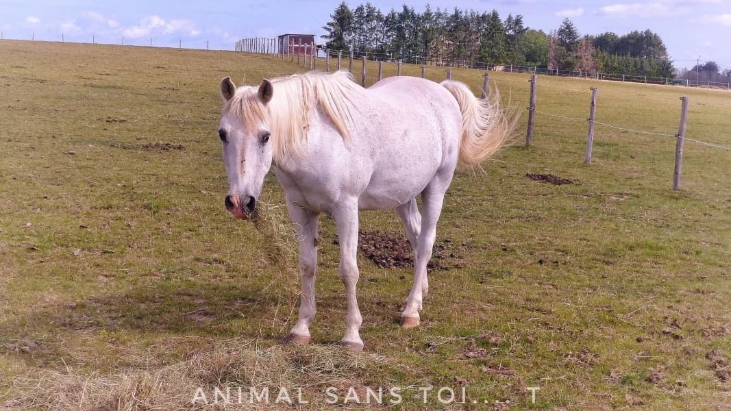 SB, male senior Mixed Breed for adoption at Animal Sans Toit, Faimes