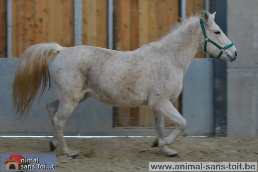 SB, female senior Mixed Breed for adoption at Animal Sans Toit, Faimes