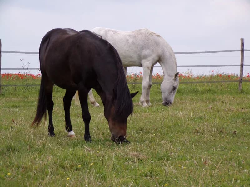 SB, female senior Mixed Breed for adoption at Animal Sans Toit, Faimes