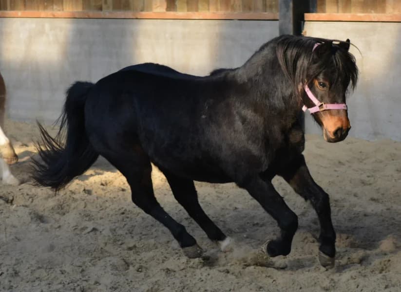 SB, female Mixed Breed for adoption at Animal Sans Toit, Faimes — photo 2 of 8