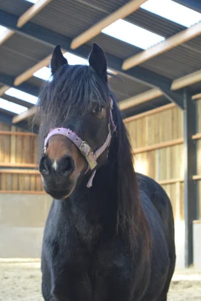 SB, female Mixed Breed for adoption at Animal Sans Toit, Faimes — photo 3 of 8