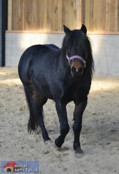 SB, female Mixed Breed for adoption at Animal Sans Toit, Faimes — photo 4 of 8