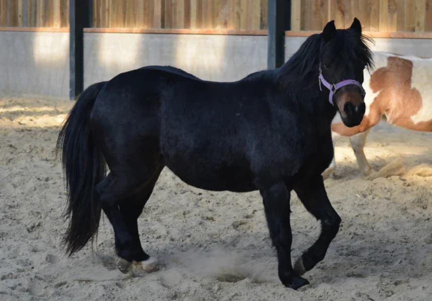 SB, female Mixed Breed for adoption at Animal Sans Toit, Faimes — photo 5 of 8