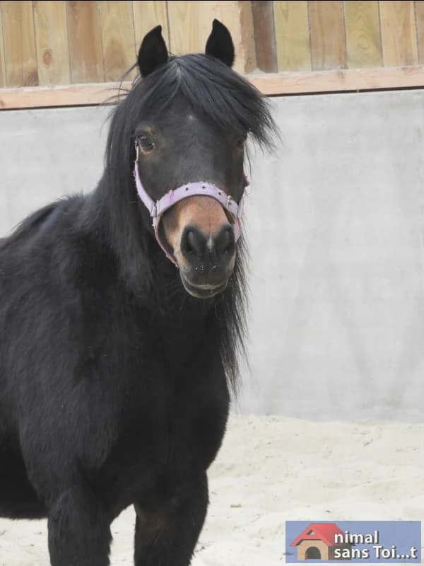 SB, female Mixed Breed for adoption at Animal Sans Toit, Faimes — photo 6 of 8