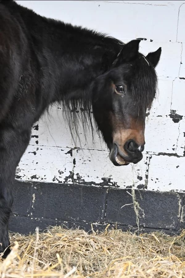 SB, female Mixed Breed for adoption at Animal Sans Toit, Faimes — photo 7 of 8