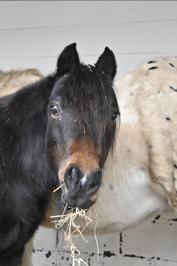 SB, female Mixed Breed for adoption at Animal Sans Toit, Faimes — photo 8 of 8