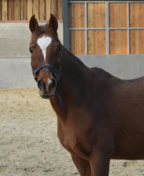 SB, female senior Mixed Breed for adoption at Animal Sans Toit, Faimes