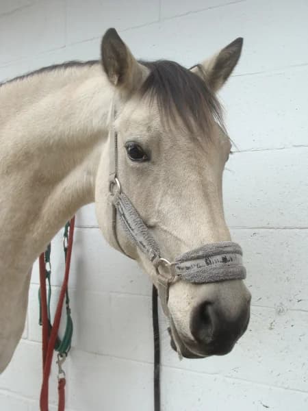 SB, female senior Mixed Breed for adoption at Animal Sans Toit, Faimes