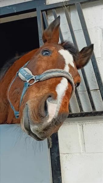 SB, male senior Mixed Breed for adoption at Animal Sans Toit, Faimes