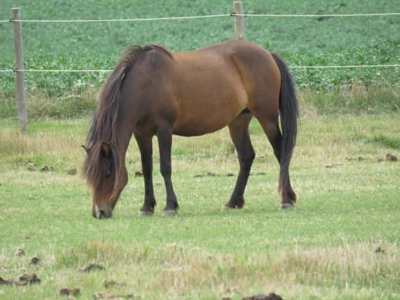 SB, female senior Mixed Breed for adoption at Animal Sans Toit, Faimes