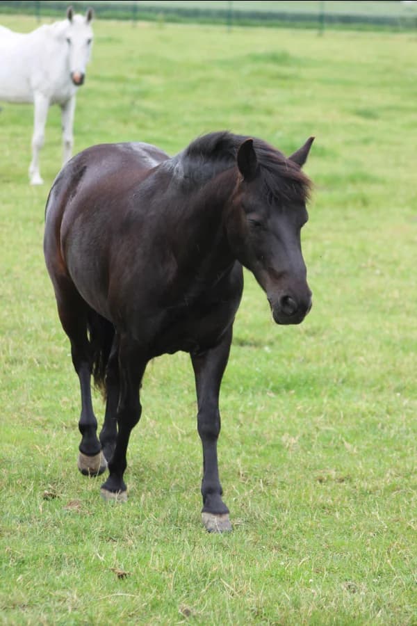 SB, male senior Mixed Breed for adoption at Animal Sans Toit, Faimes