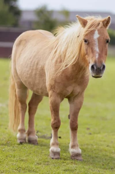 SB, male senior Mixed Breed for adoption at Animal Sans Toit, Faimes