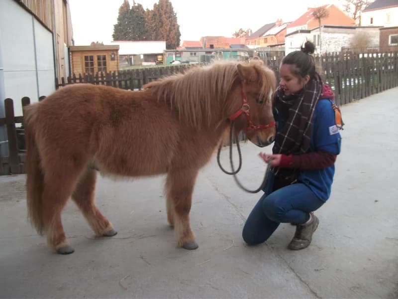SB, male Mixed Breed for adoption at Animal Sans Toit, Faimes — photo 2 of 12