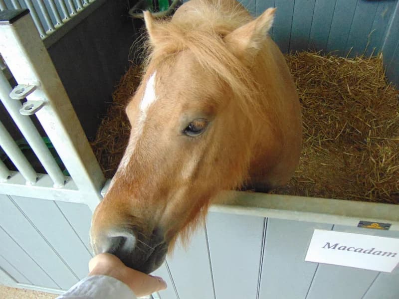 SB, male Mixed Breed for adoption at Animal Sans Toit, Faimes — photo 3 of 12
