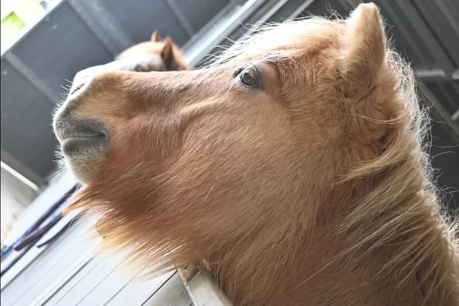 SB, male Mixed Breed for adoption at Animal Sans Toit, Faimes — photo 4 of 12