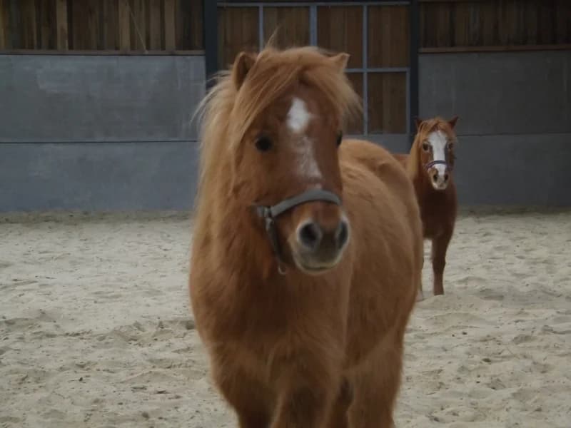 SB, male Mixed Breed for adoption at Animal Sans Toit, Faimes — photo 5 of 12