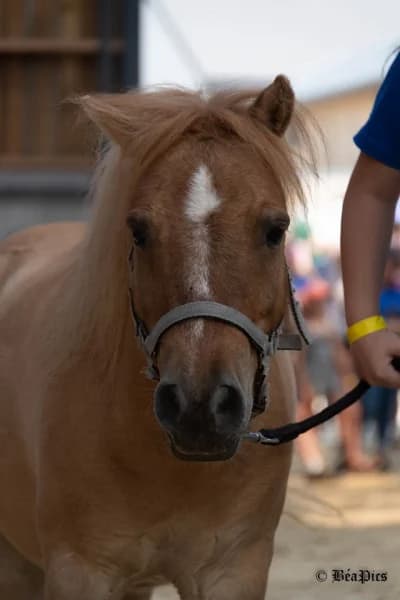 SB, male Mixed Breed for adoption at Animal Sans Toit, Faimes — photo 6 of 12