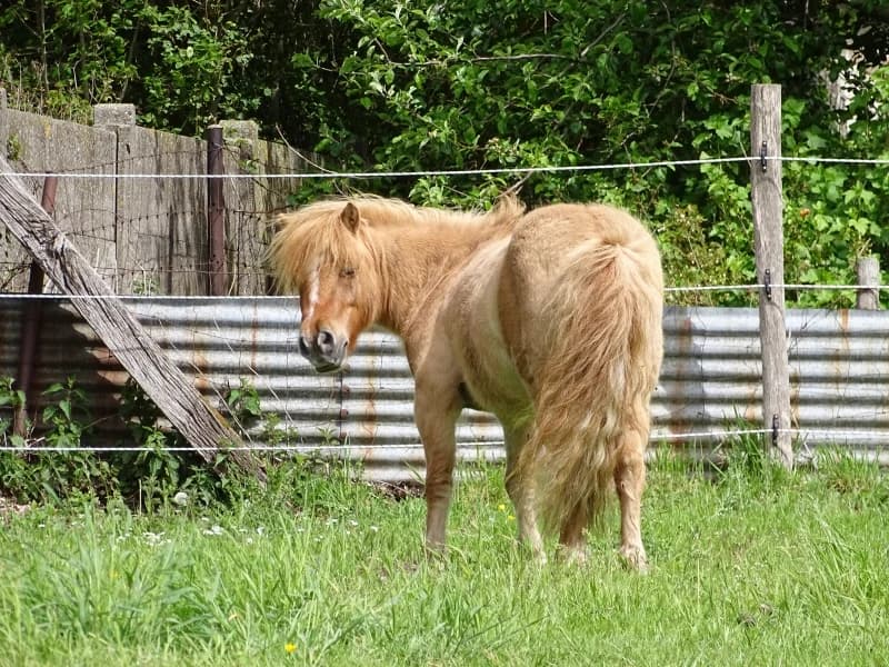 SB, male Mixed Breed for adoption at Animal Sans Toit, Faimes — photo 7 of 12