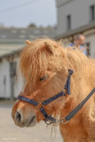 SB, male Mixed Breed for adoption at Animal Sans Toit, Faimes — photo 8 of 12
