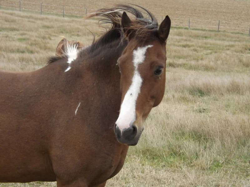 SB, male senior Mixed Breed for adoption at Animal Sans Toit, Faimes