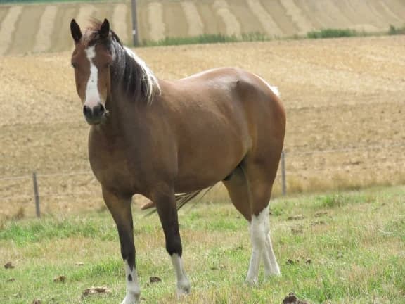 SB, male Mixed Breed for adoption at Animal Sans Toit, Faimes — photo 2 of 3
