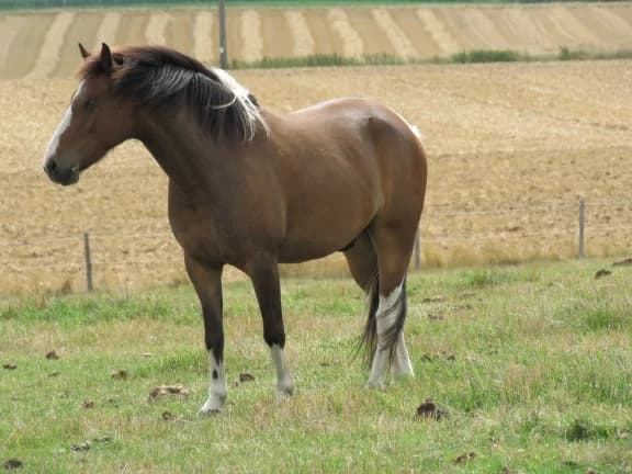 SB, male Mixed Breed for adoption at Animal Sans Toit, Faimes — photo 3 of 3