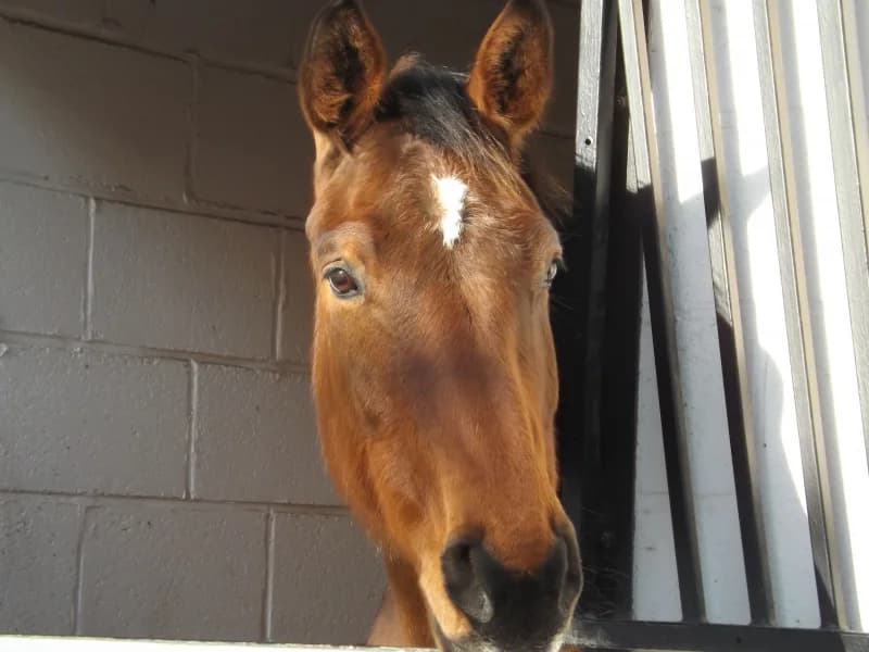 SB, female senior Mixed Breed for adoption at Animal Sans Toit, Faimes